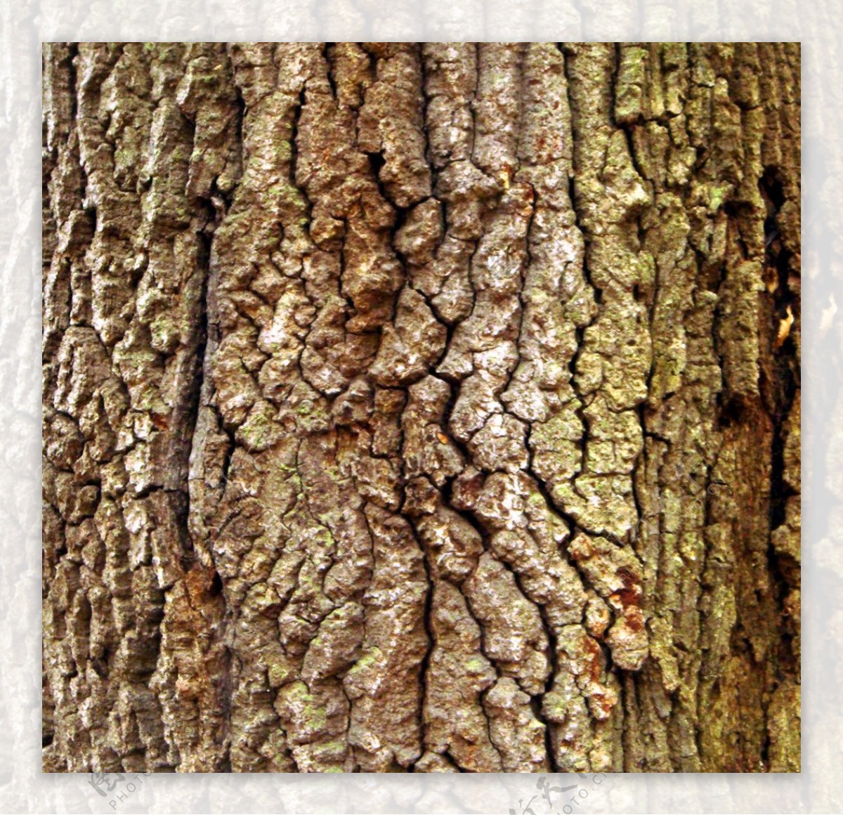 褶皱的树皮图片