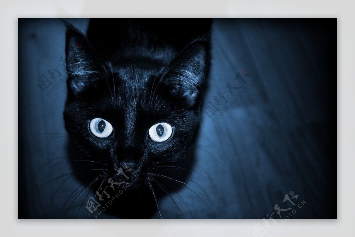 可爱小黑猫图片素材-编号26353325-图行天下