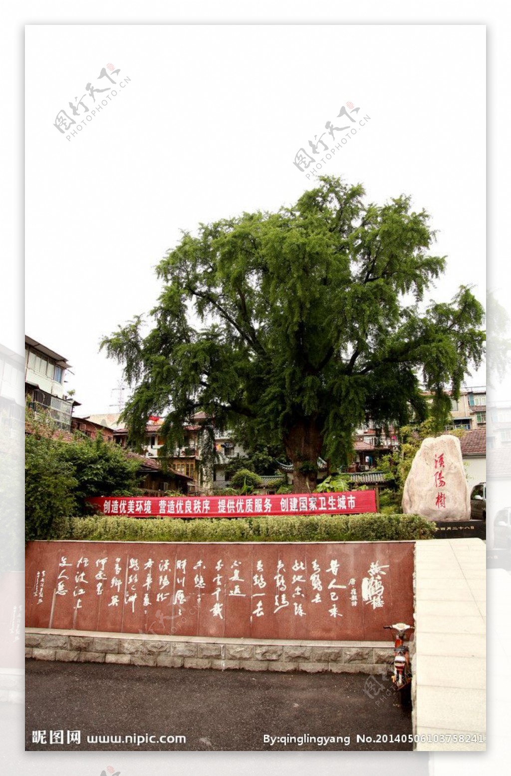 汉阳树图片