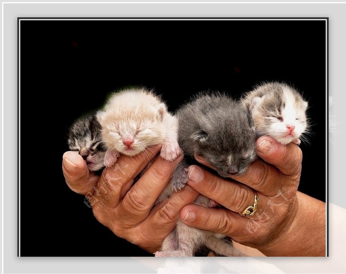 四只小猫图片