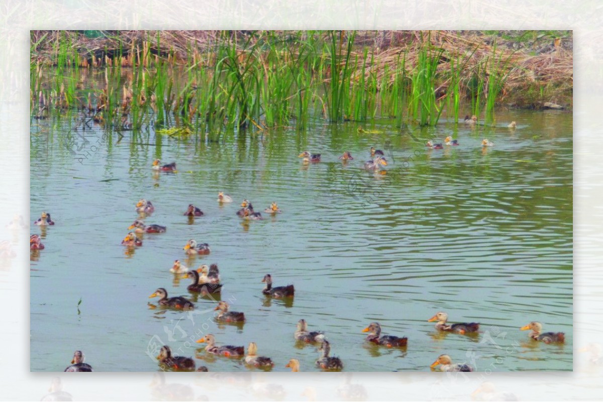 一群鸭子在池塘里图片