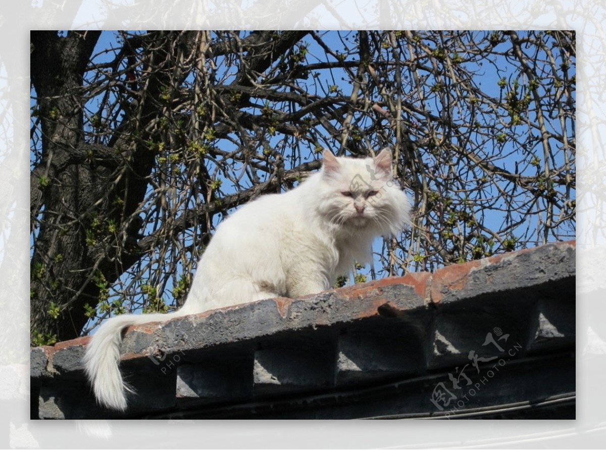 屋檐上的猫图片