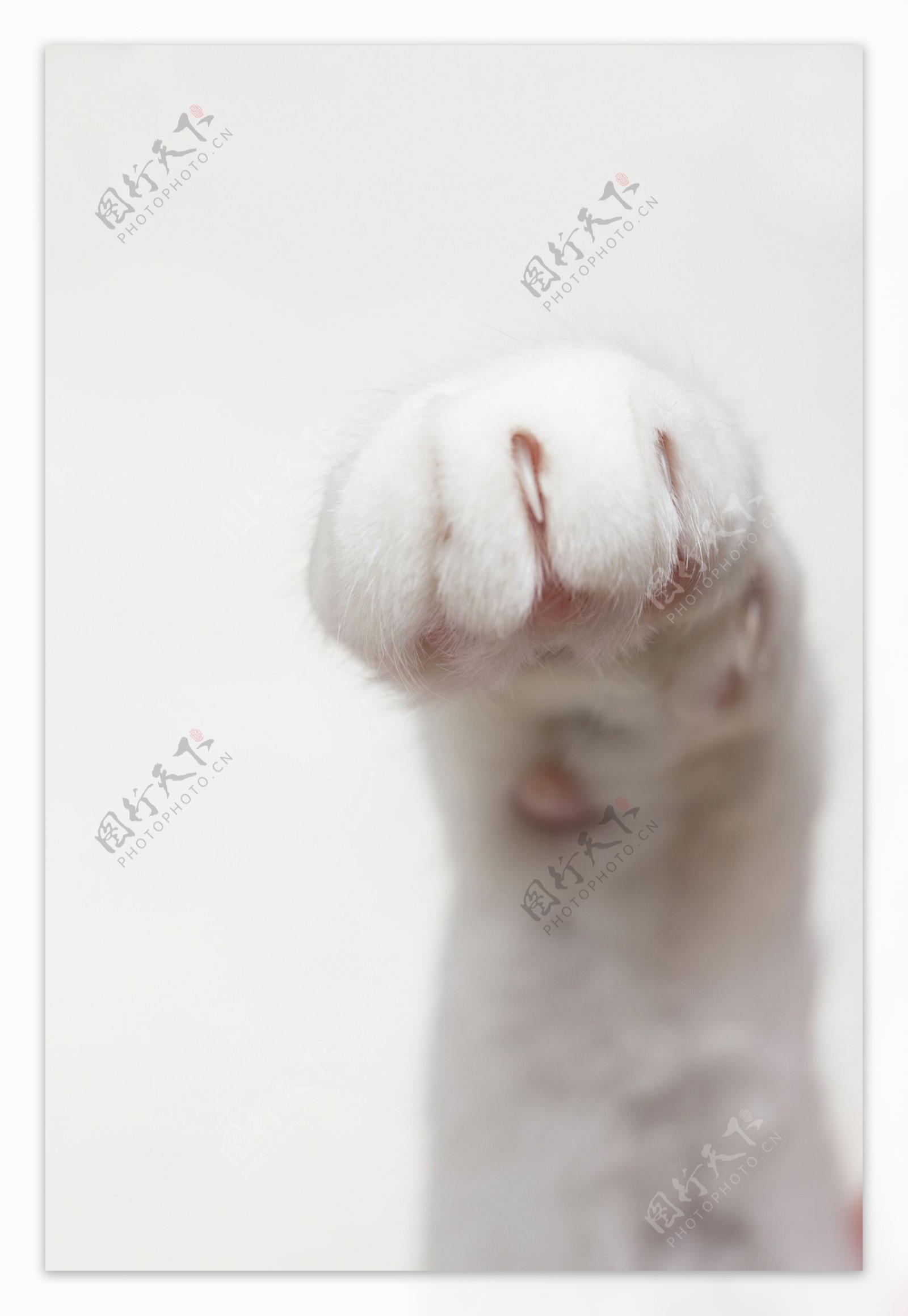 猫爪图片