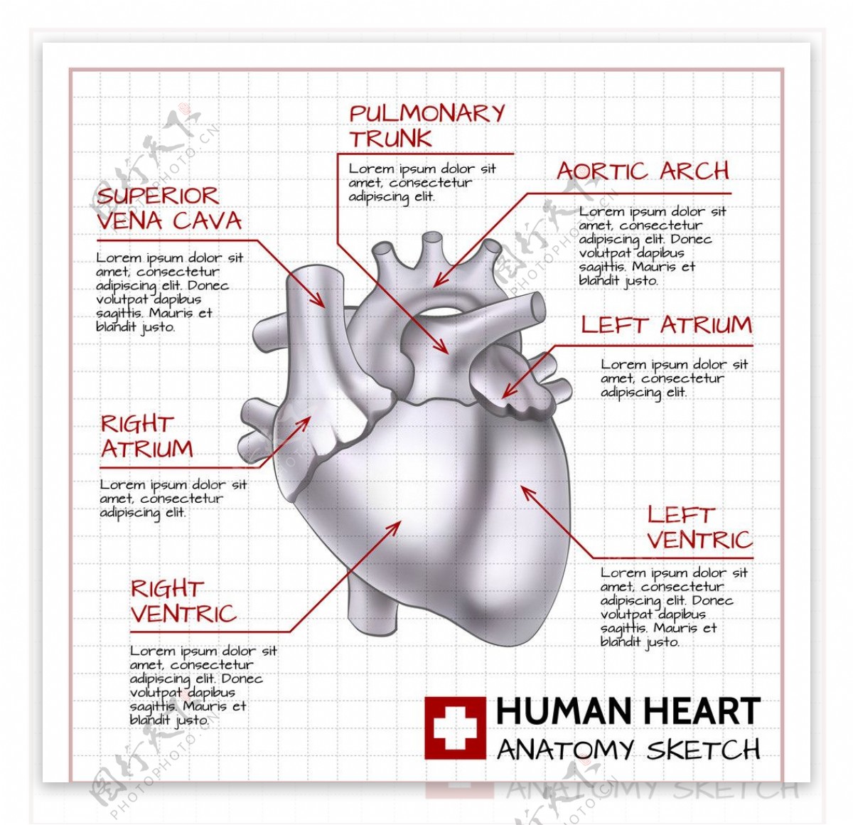 医疗和心脏解剖图片