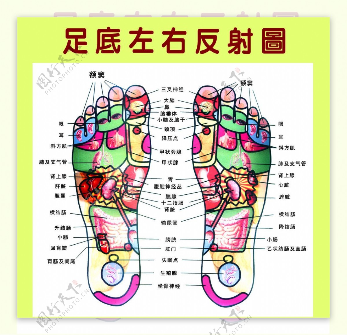 足底左右反射图图片