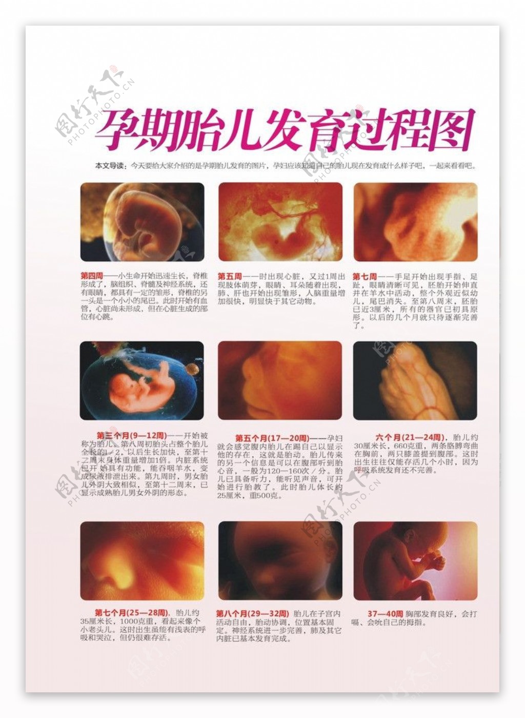 孕期婴儿发育过程图图片