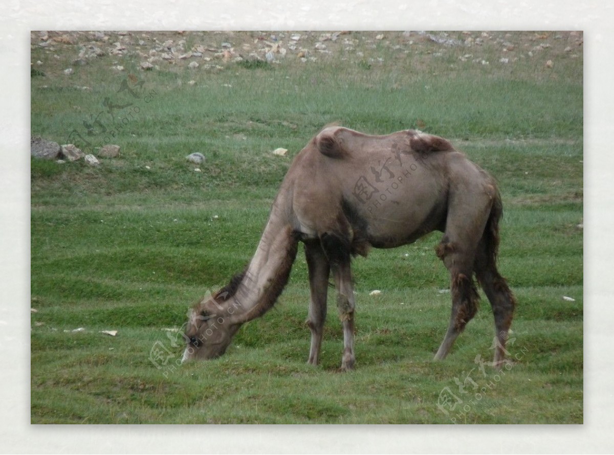 新疆骆驼图片