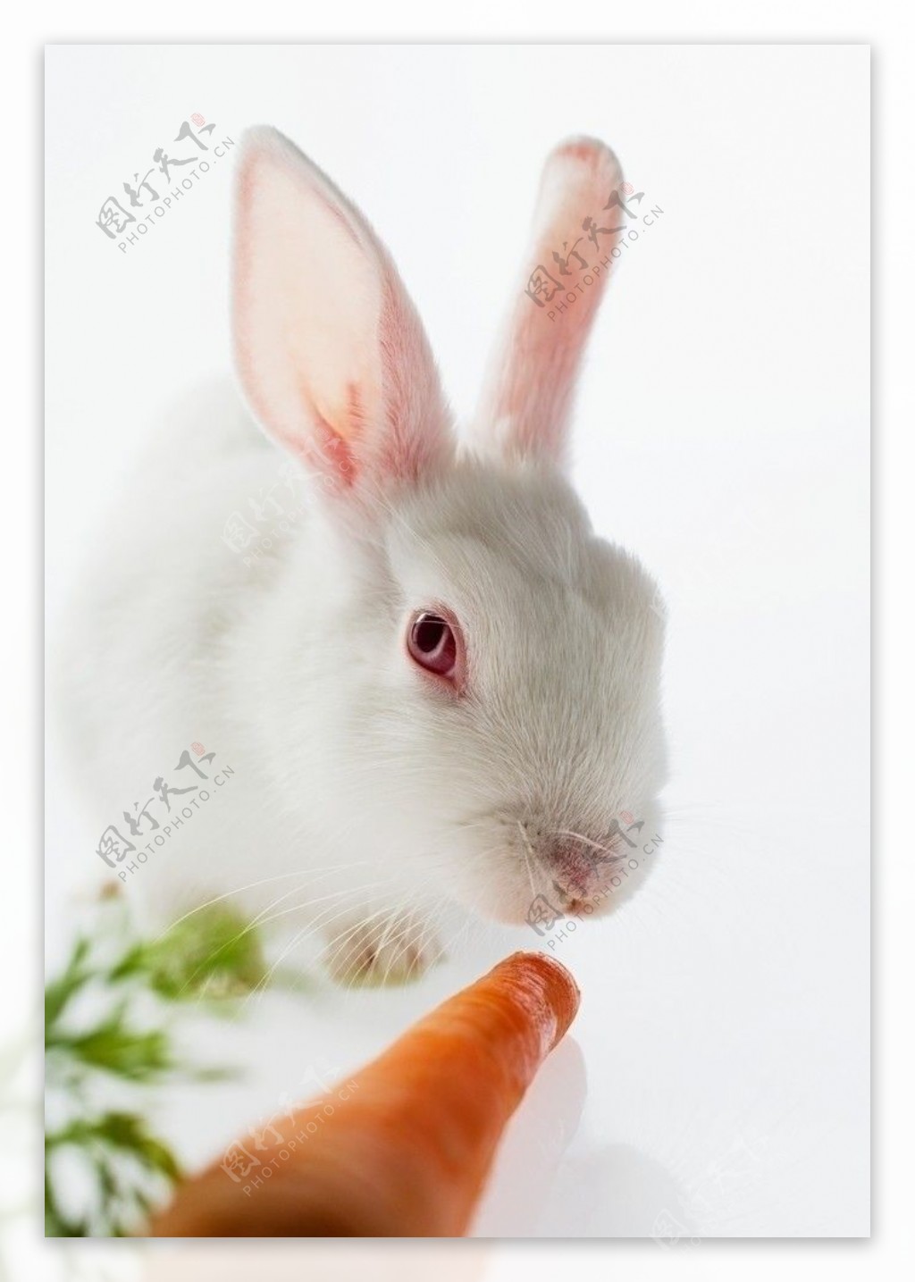 吃萝卜的小白兔图片