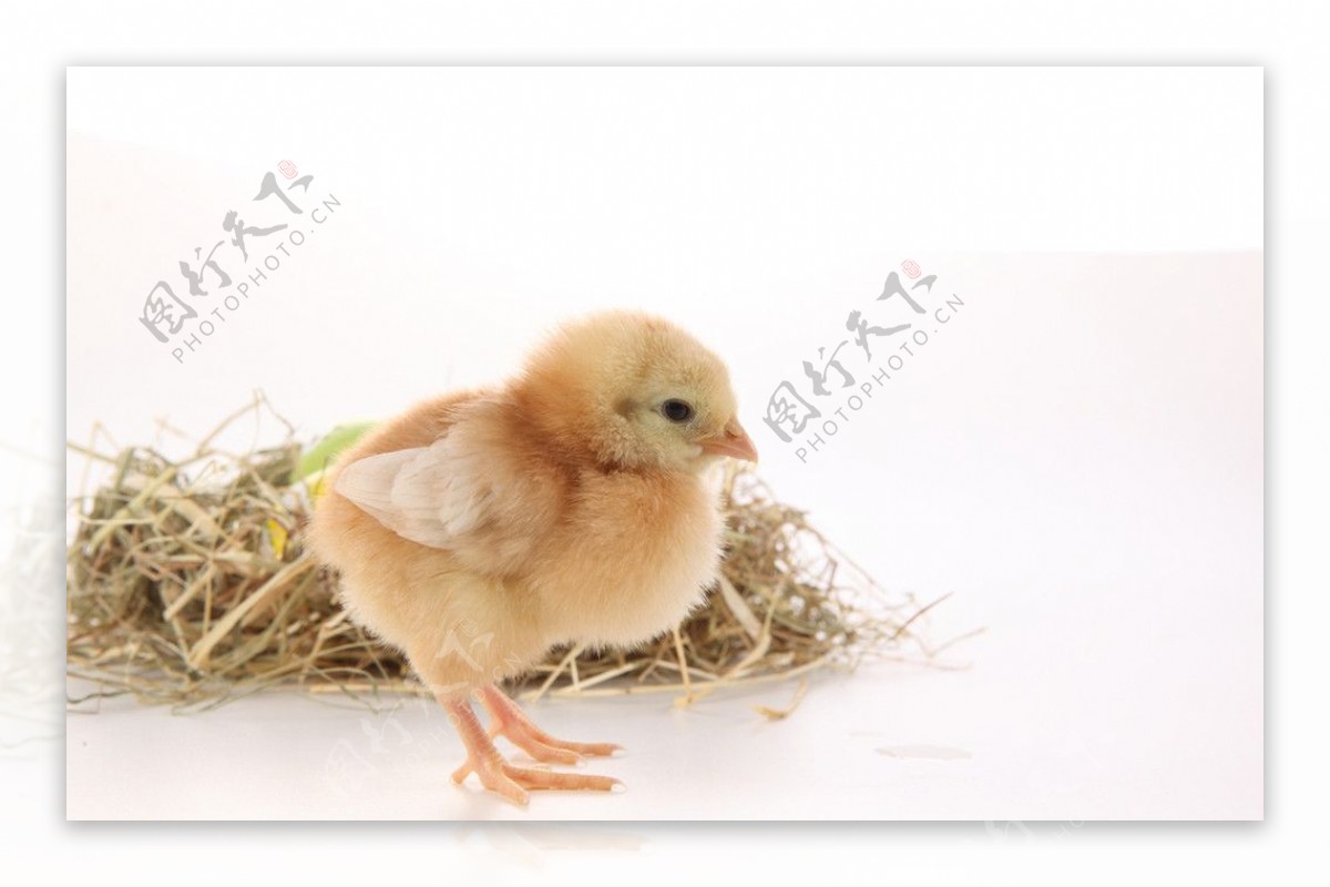 雏鸡素材-雏鸡图片-雏鸡素材图片下载-觅知网