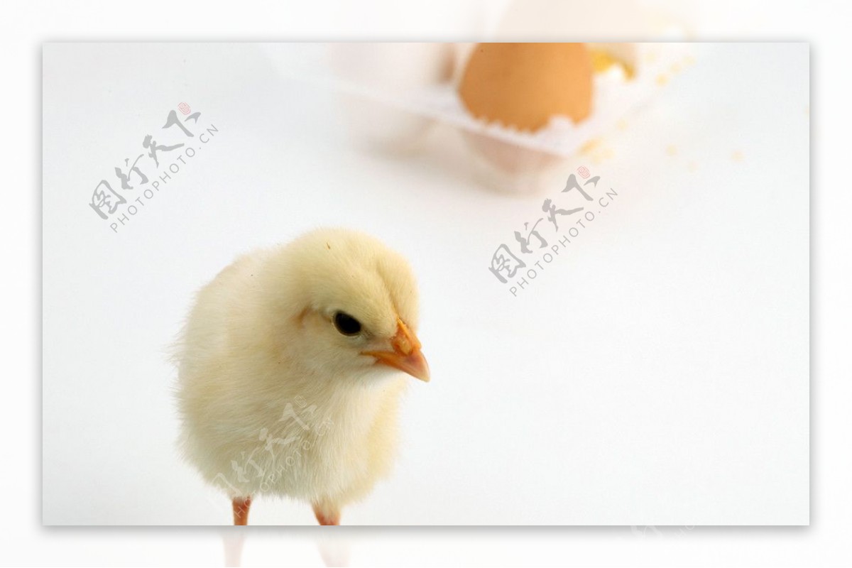 刚出生的小鸡照片摄影图片_ID:313509747-Veer图库