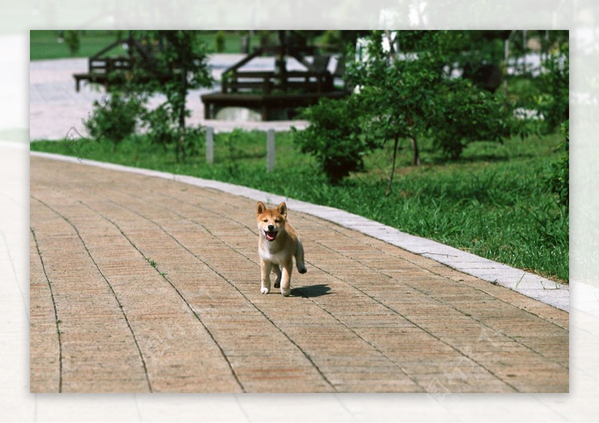 日本柴犬图片