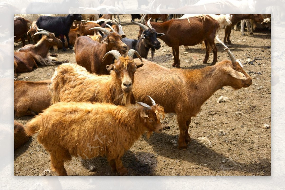 蒙古国草原上的羊图片