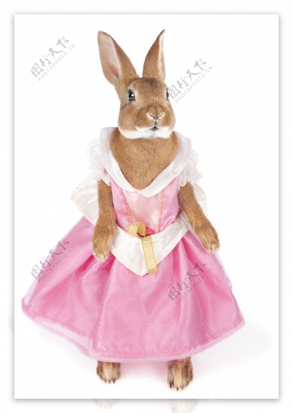 漂亮兔子穿時尚新衣服图片