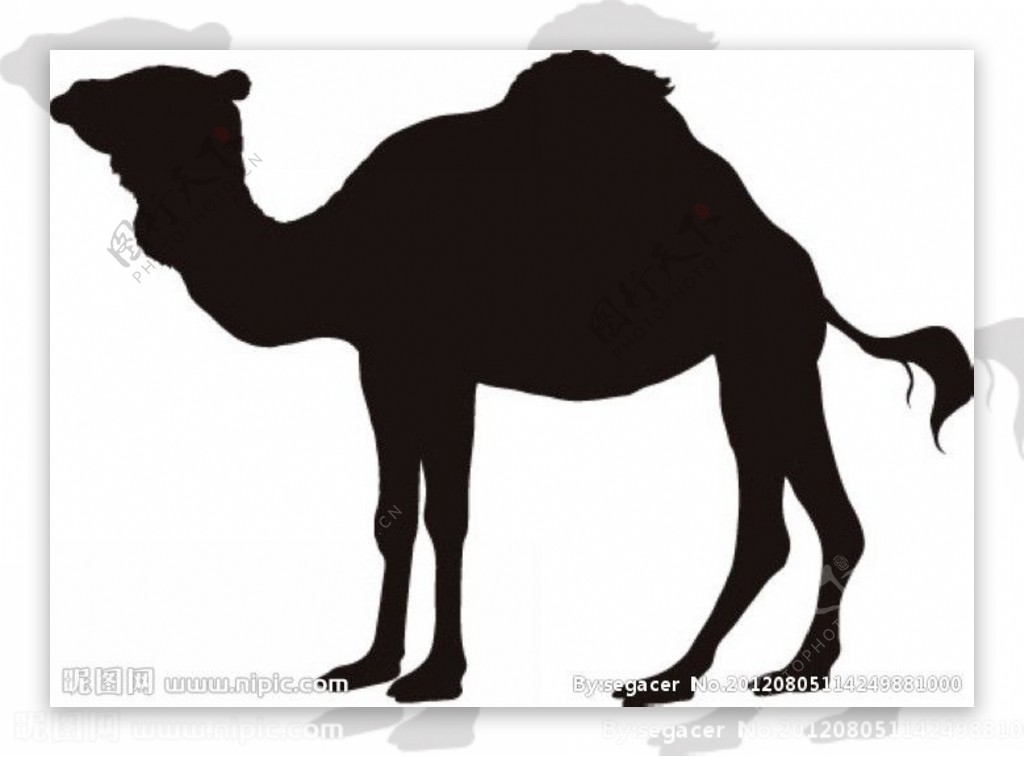 黑白骆驼图片