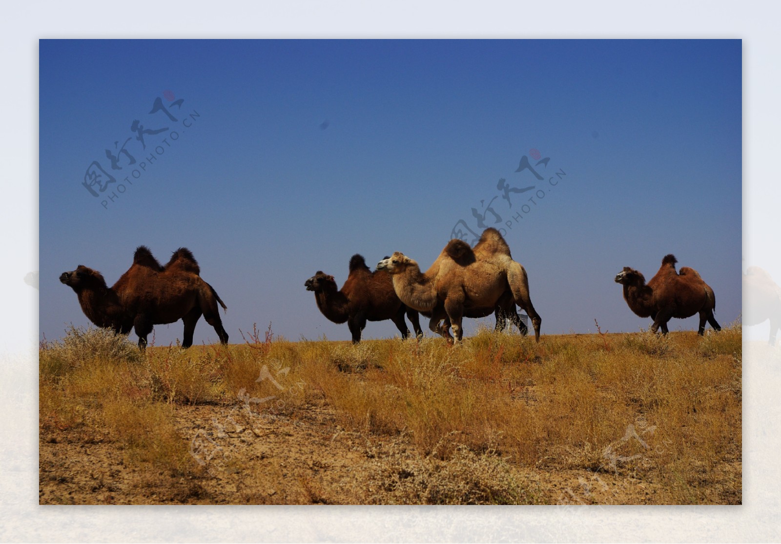 新疆的沙漠骆驼图片