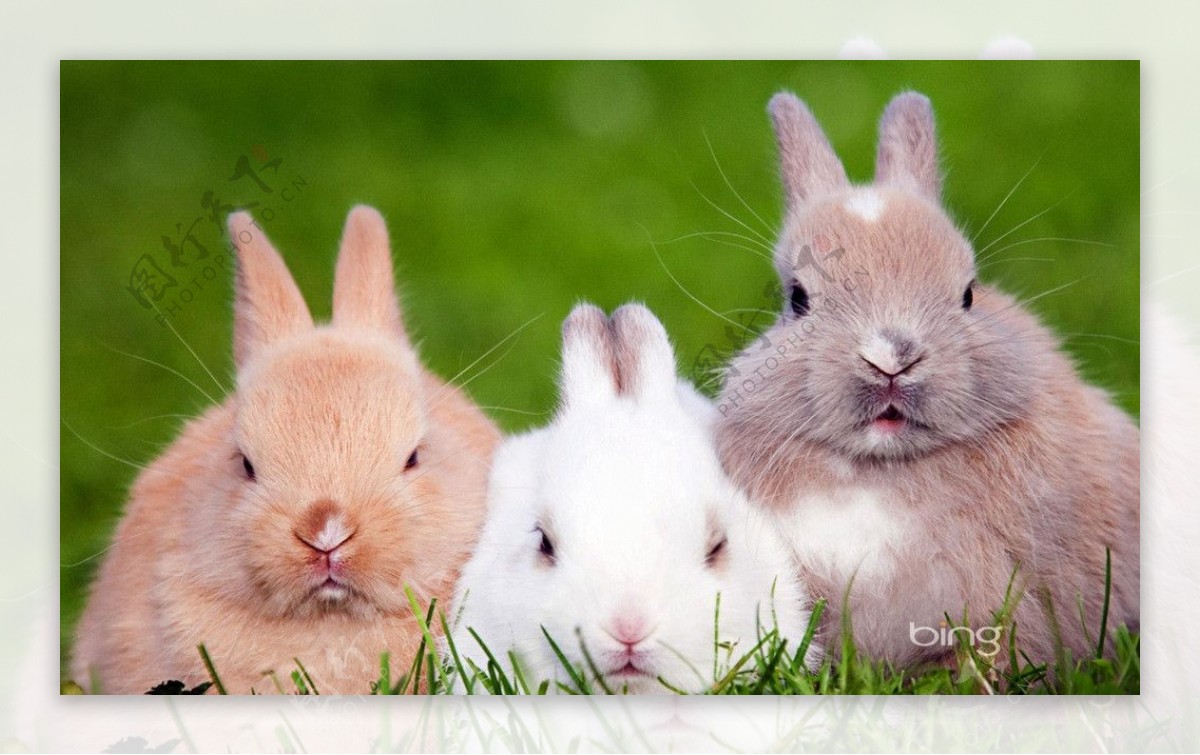 白兔灰兔黄兔图片
