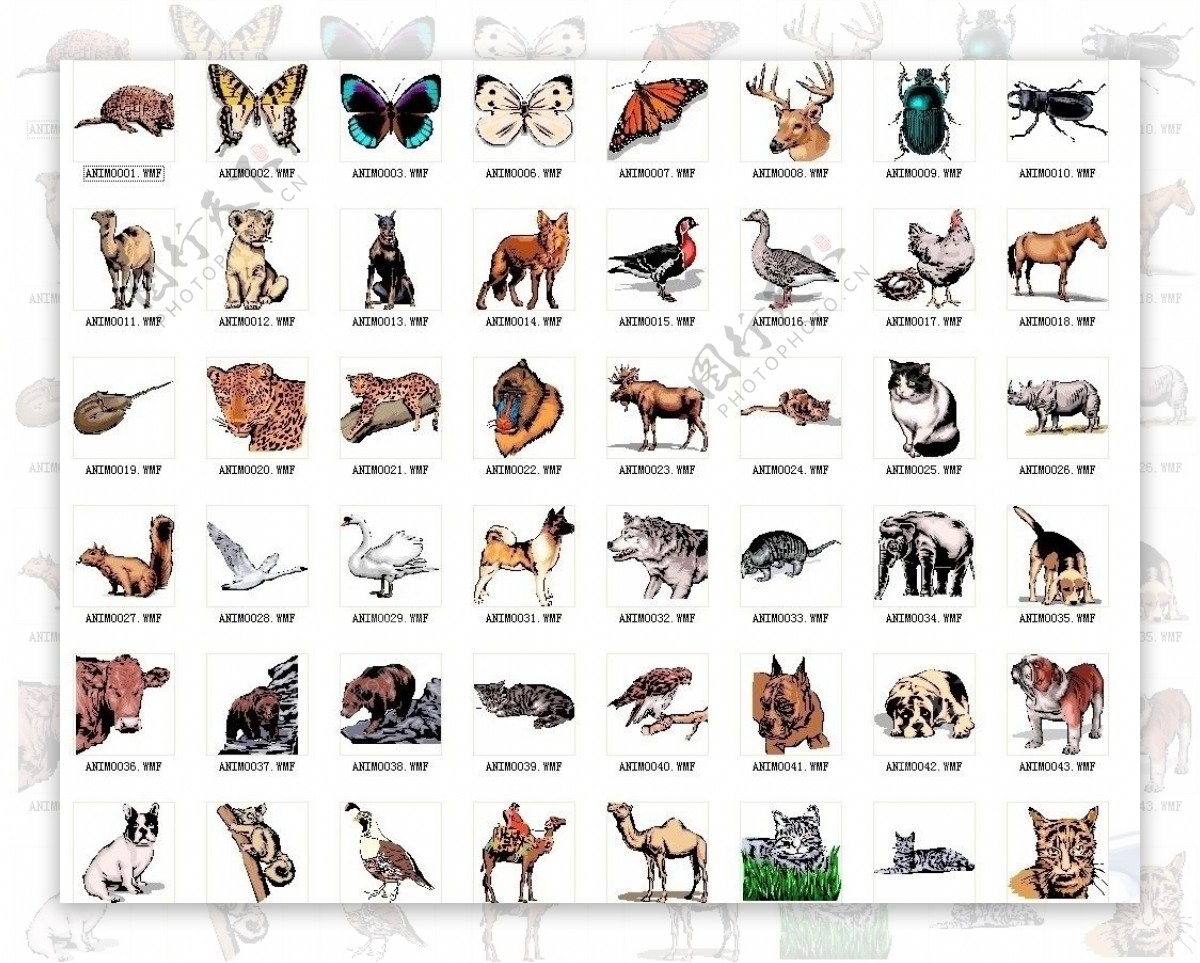 矢量动物图图片