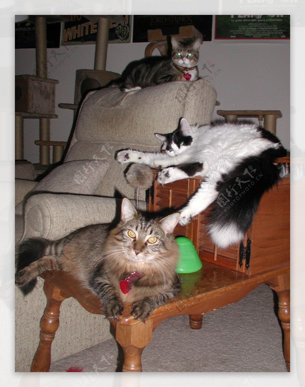 家猫组图图片