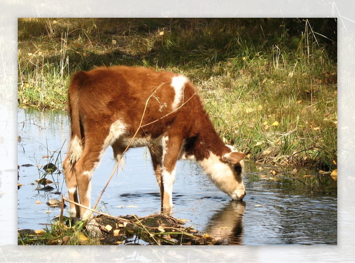 饮水的牛非高清图片