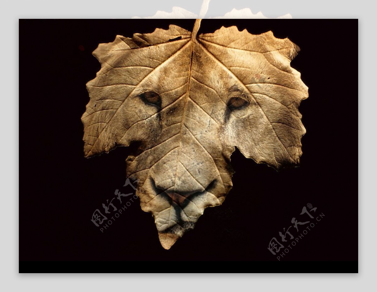 创意的树叶头像狮子头图片