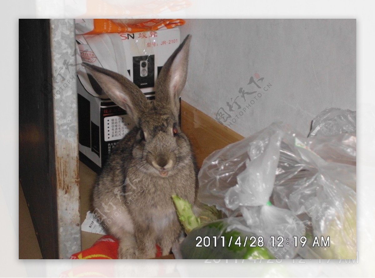 兔子灰色的兔子小灰兔窝笋图片