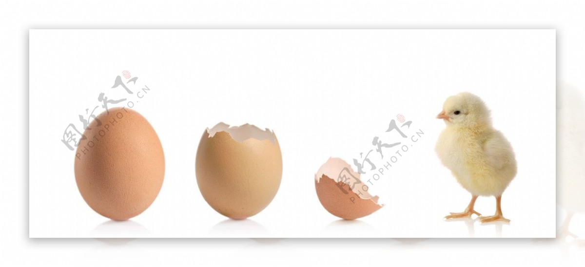 蛋壳和小鸡图片