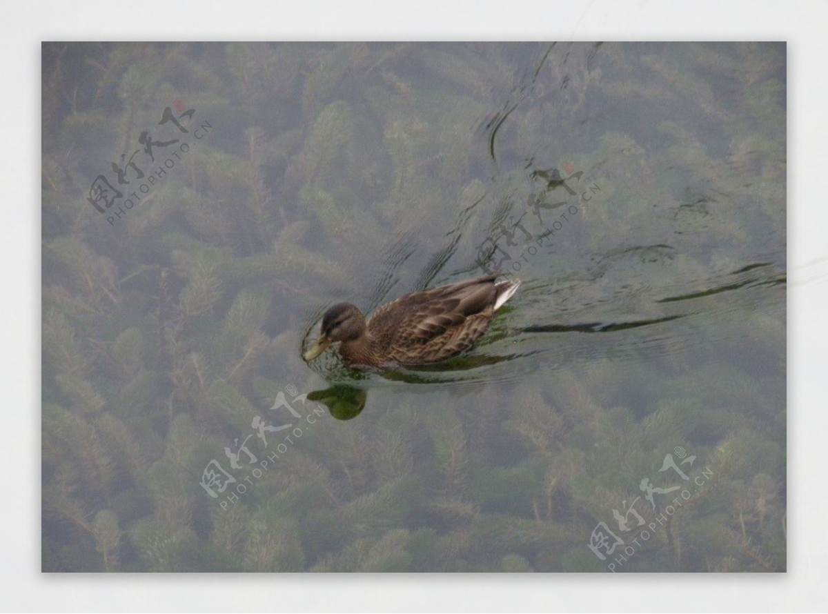 箭竹海里的鸭子图片