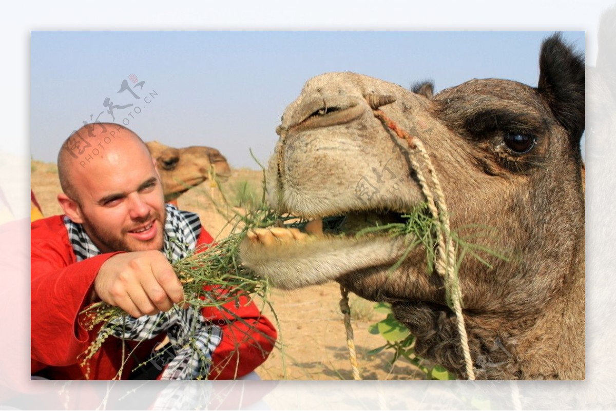 国外沙漠旅途中红衫人喂老骆驼图片