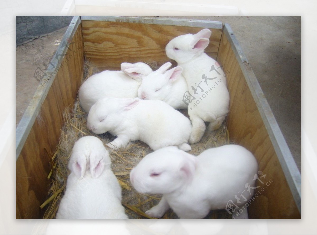 白背景中灰色可爱幼兔的侧视 库存图片. 图片 包括有 爱拥抱, 特写镜头, 绒毛, 毛茸, 复活节, 干净 - 178359387
