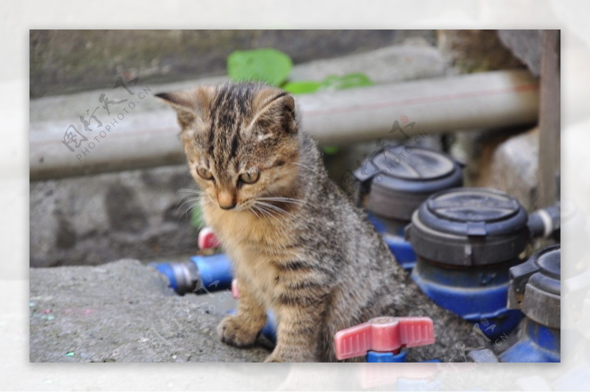 水表和小猫图片