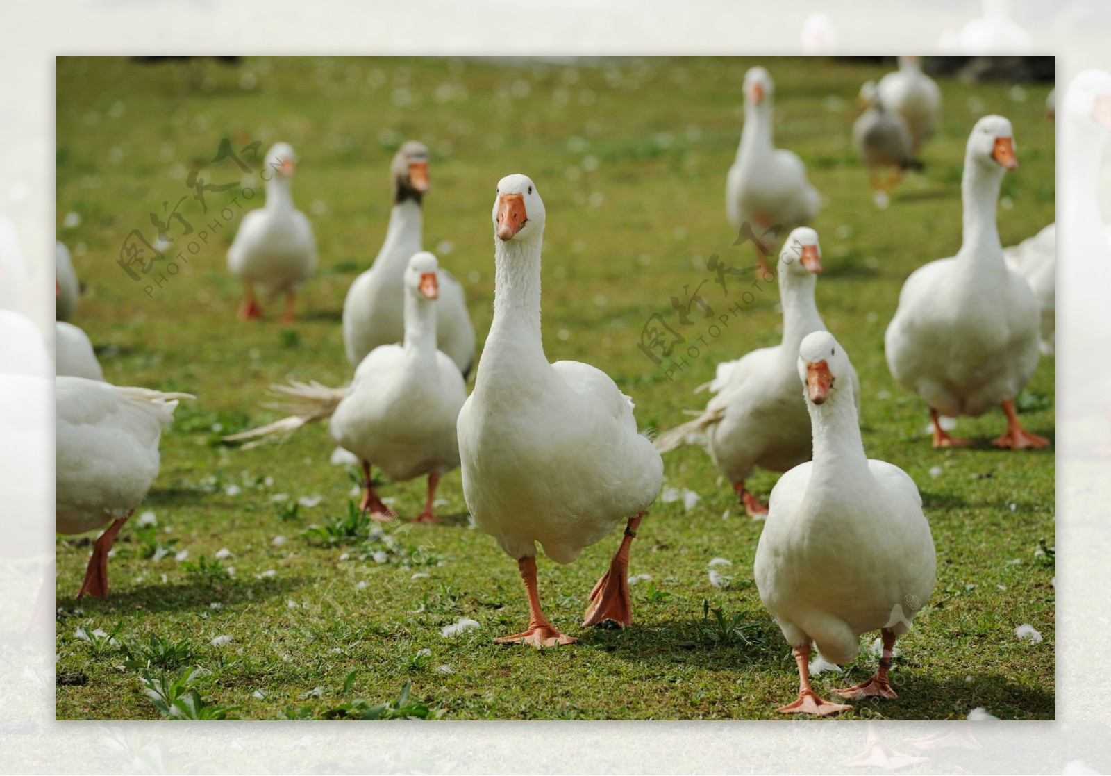 草地上蹒跚的大白鹅图片