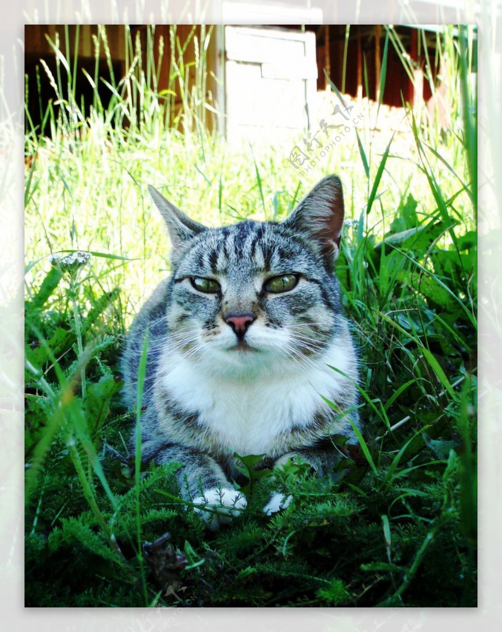 草丛中的小猫图片