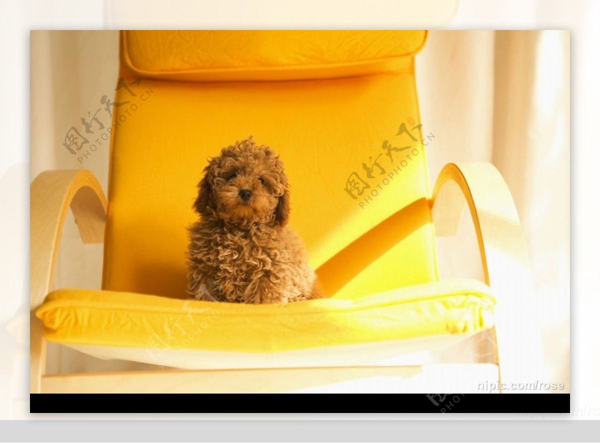 椅子上的卷毛狗图片