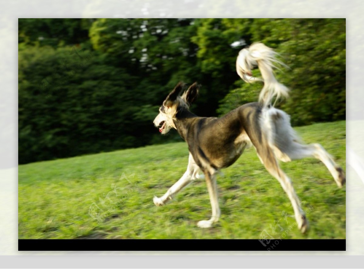 在绿草地上奔跑的黑色牧羊犬图片