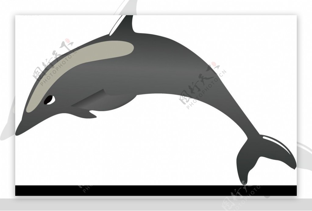 灰色海豚图片