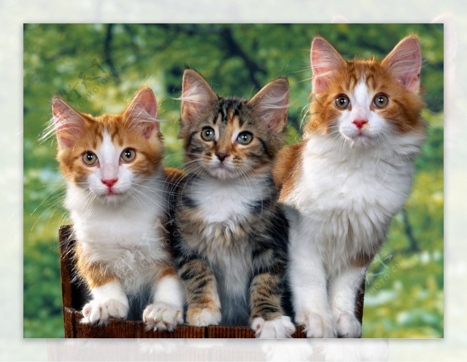 三只可爱的小花猫图片