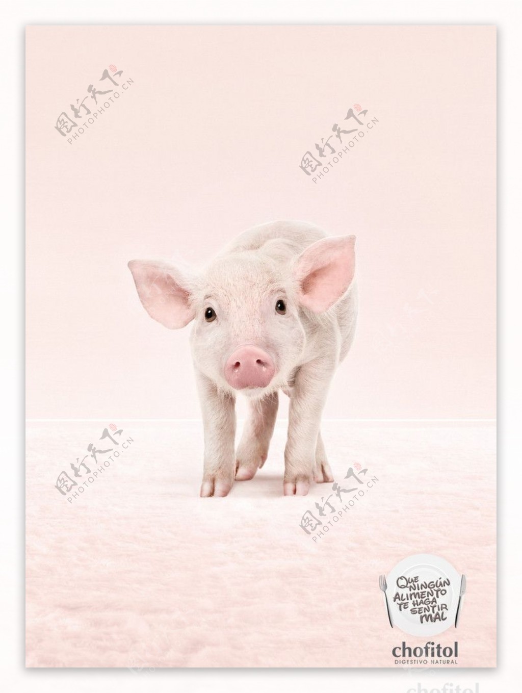 可爱的小猪图片