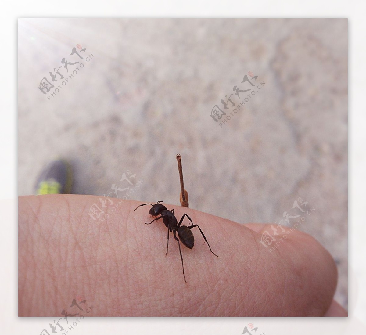 手中的蚂蚁图片