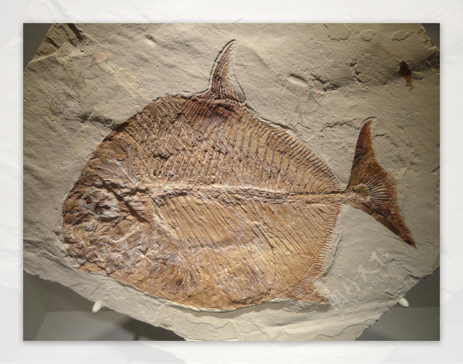 鱼化石 免费图片 - Public Domain Pictures