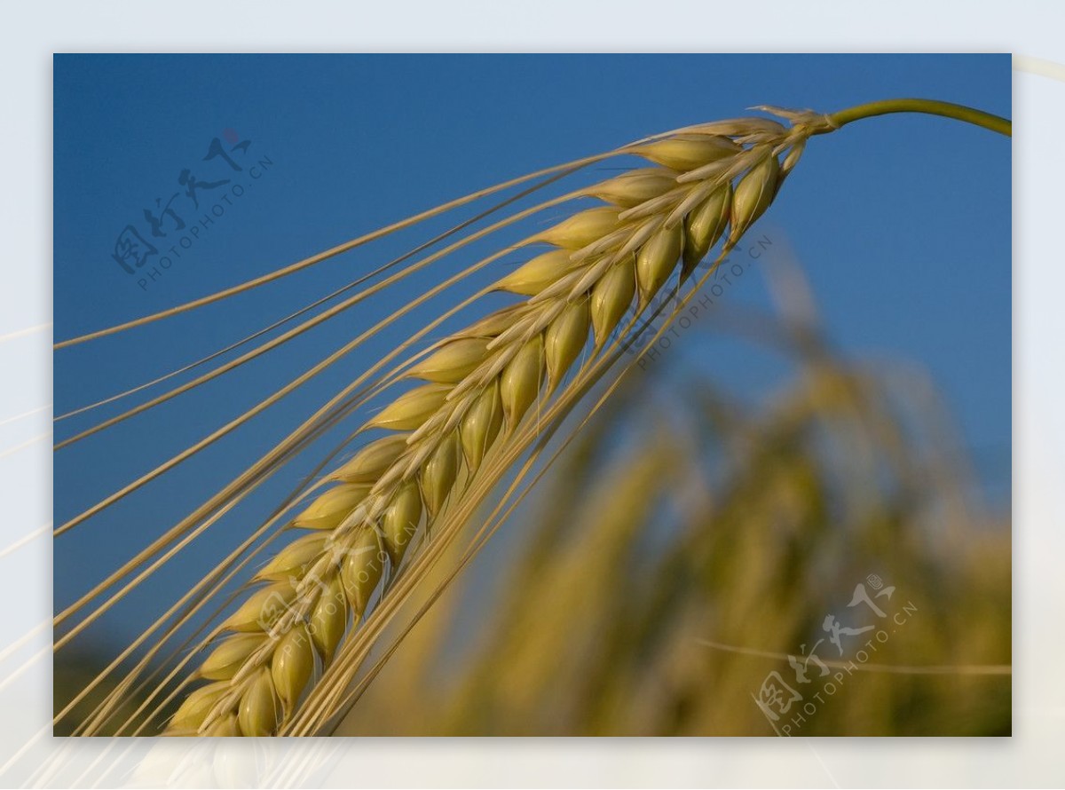 水稻麦子图片
