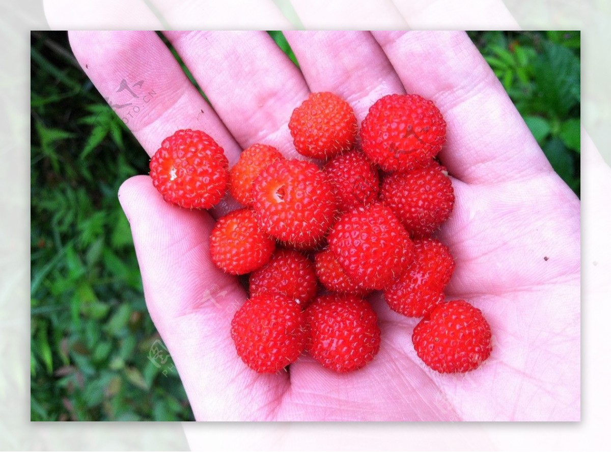 野生树莓图片