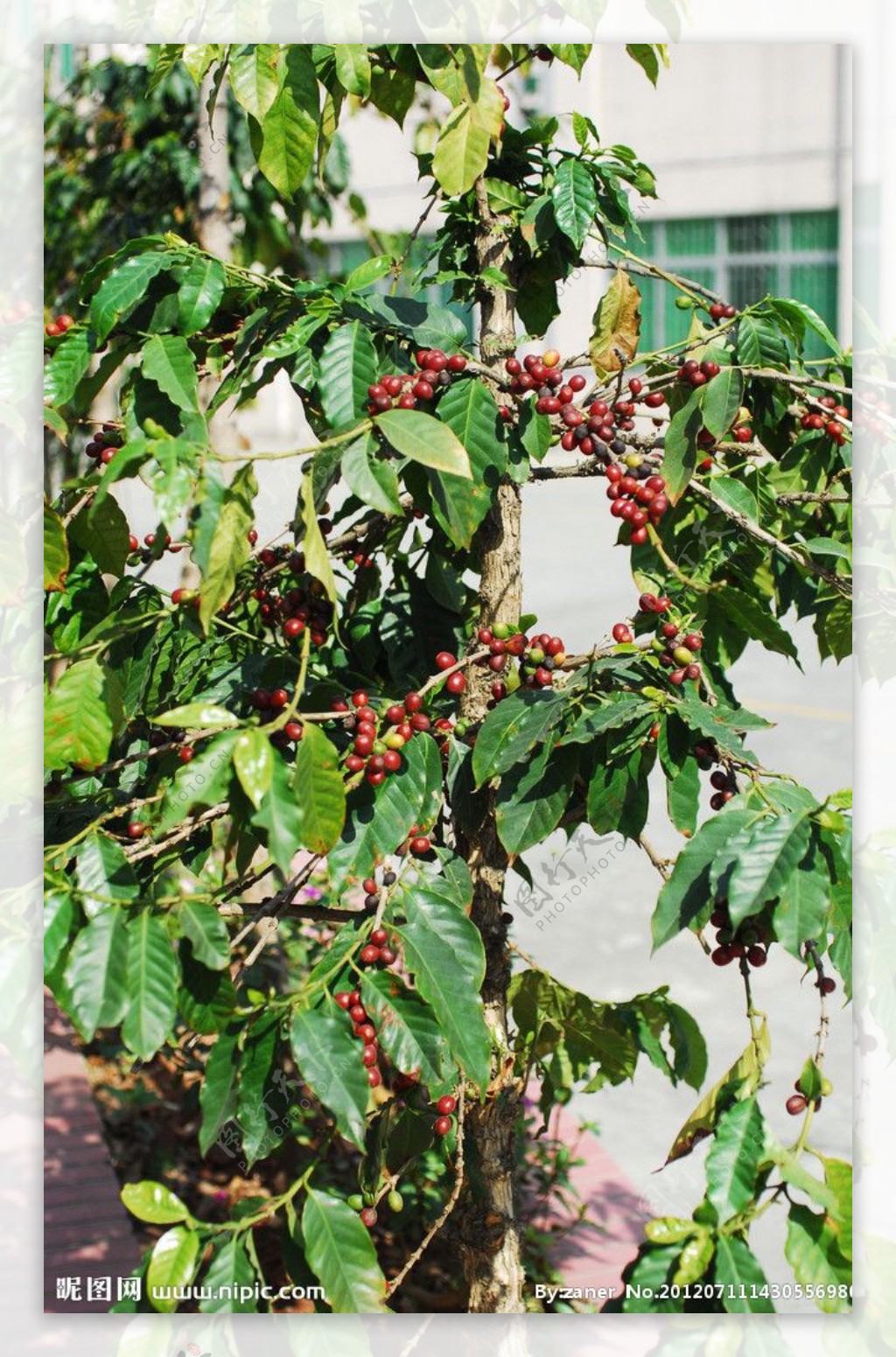 咖啡树图片