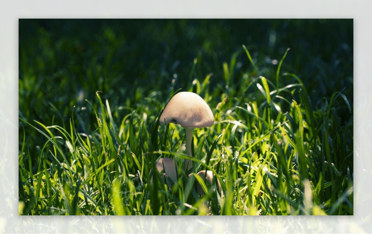 蘑菇摄影图片