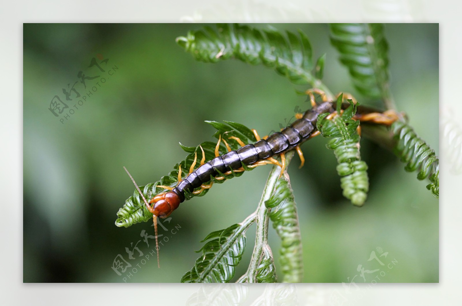 朱红色的朝向的蜈蚣 亚洲森林蜈蚣 巨型蜈蚣在泰国雨林国立公园 大千足虫在泰国 库存图片 - 图片 包括有 题头, 幼虫: 151409459