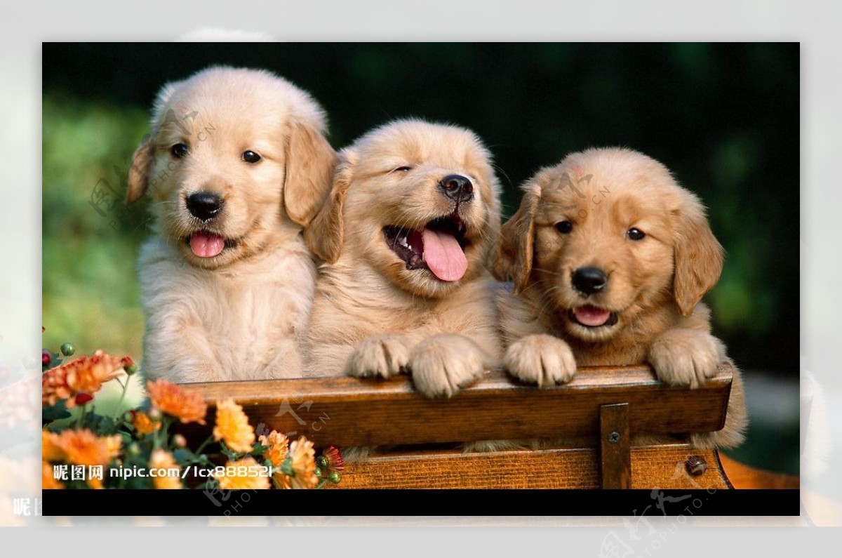 壁纸 可爱的三只狗，小狗 2880x1800 HD 高清壁纸, 图片, 照片