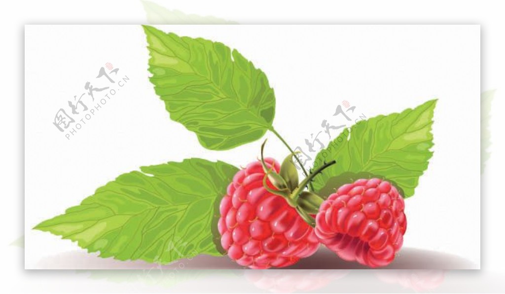 红莓矢量素材图片