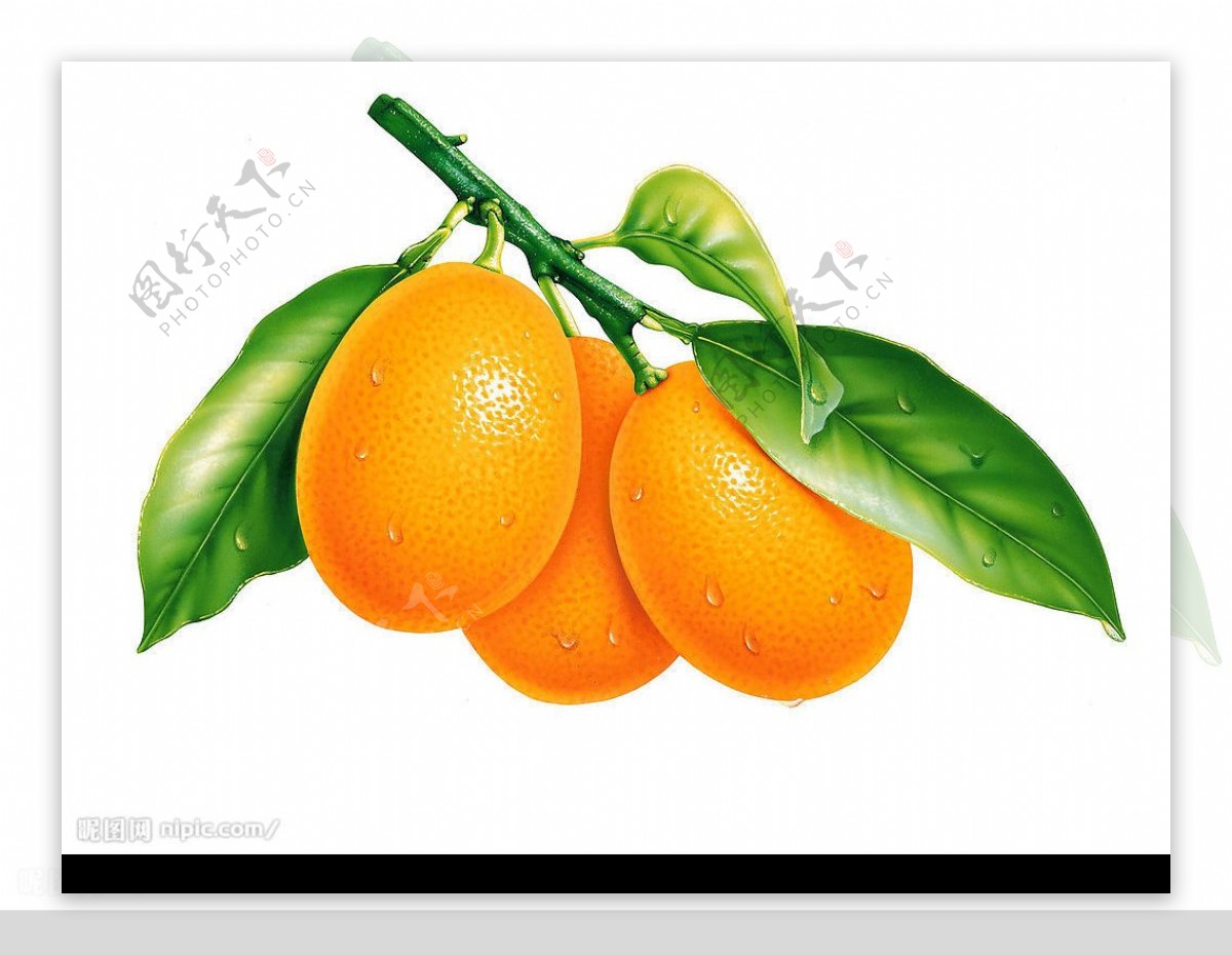 逼真水果之金橘图片