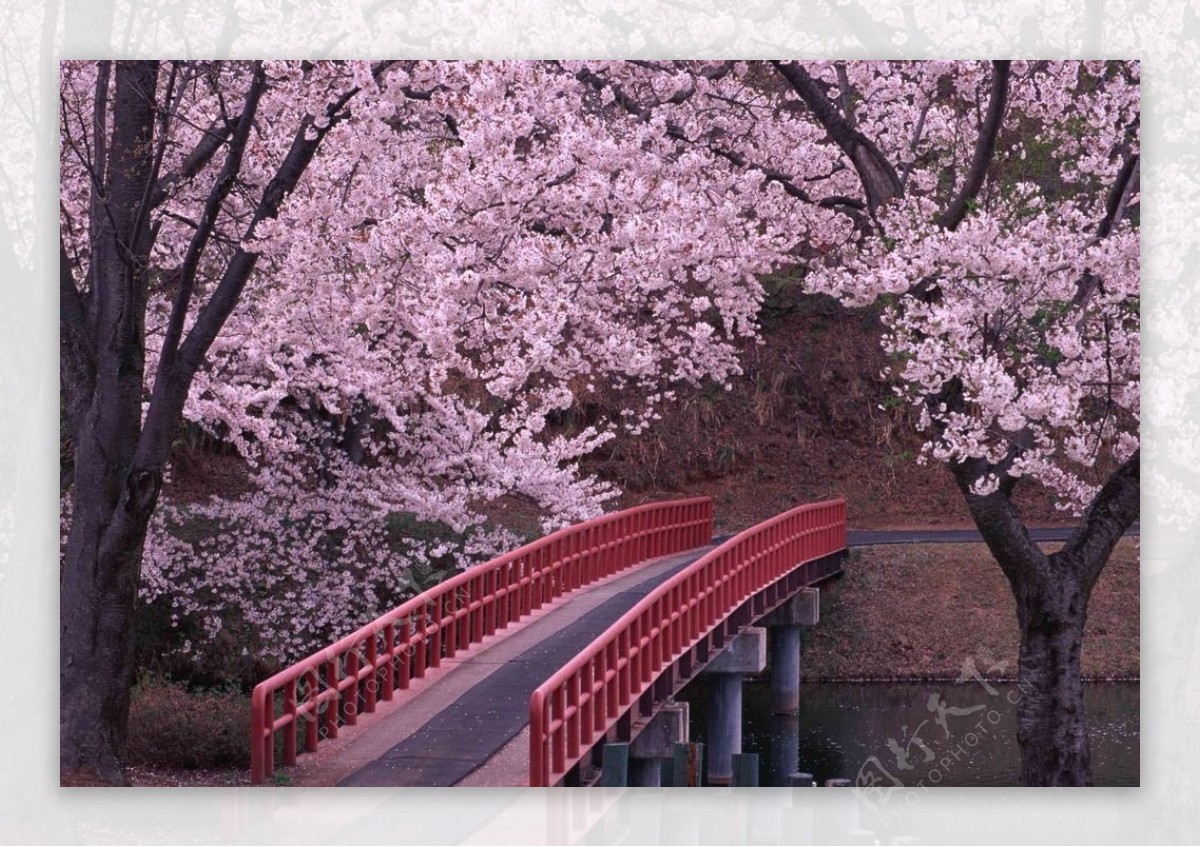 日本桥图片