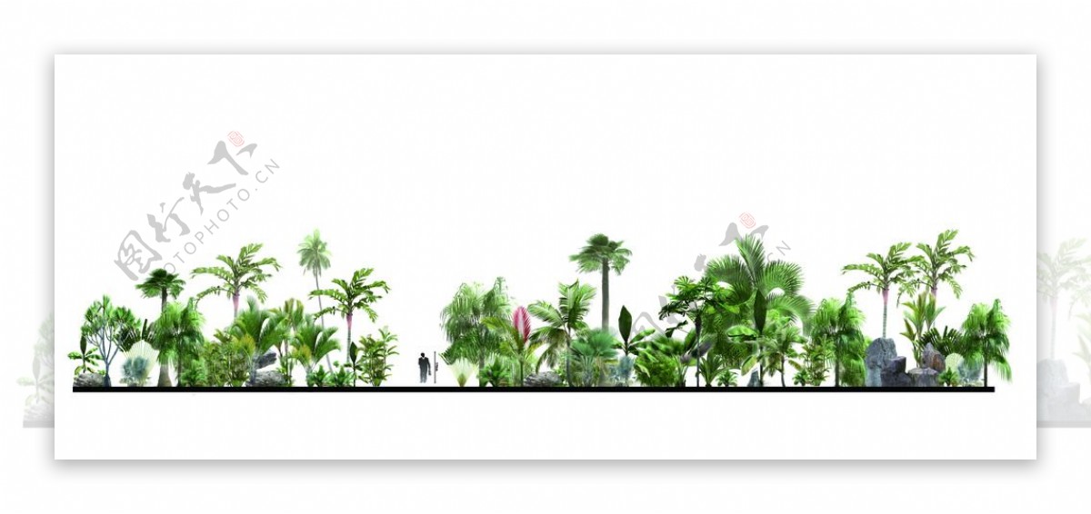 ps版热带植物竖向分析图图片
