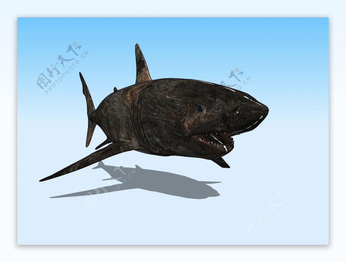 老鲨鱼3D模型图片